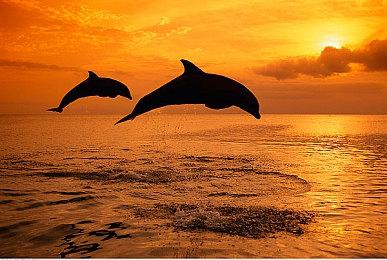 《第一后裔》游戏进不去、卡顿＆卡屏动不了，解决方法